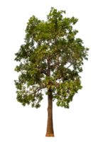 Green tree isolated on transparent background png