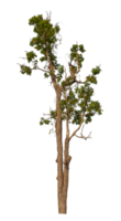 Single green tree isolated on transparent background with clipping path and alpha channel png