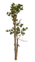 Single Grün Baum isoliert auf transparent Hintergrund mit Ausschnitt Pfad und Alpha Kanal png