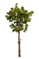 Single green tree isolated on transparent background with clipping path and alpha channel png