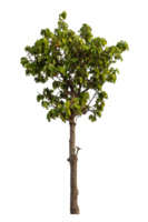 Célibataire vert arbre isolé sur transparent Contexte avec coupure chemin et alpha canal png