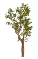 Green tree isolated on transparent background png