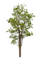 verde árbol aislado en transparente antecedentes png