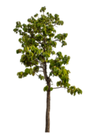 vert arbre isolé sur transparent Contexte png