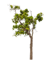 Green tree isolated on transparent background png