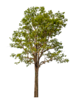 Grün Baum isoliert auf transparent Hintergrund png