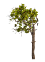 Green tree isolated on transparent background png