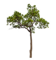 Green tree isolated on transparent background png