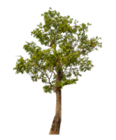 Green tree isolated on transparent background png