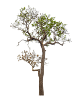 Single tree isolated on transparent background png