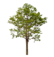 Green tree isolated on transparent background png