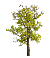 Single tree isolated on transparent background png