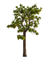 Green tree isolated on transparent background png