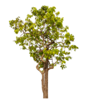 Single tree isolated on transparent background png