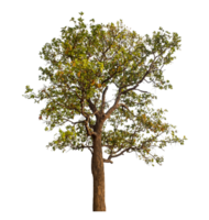 Single tree isolated on transparent background png