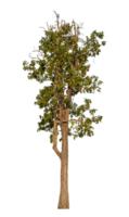 Single tree isolated on transparent background png