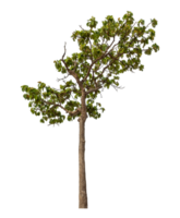 vert arbre isolé sur transparent Contexte png