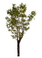 Green tree isolated on transparent background png