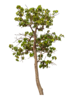 Green tree isolated on transparent background png