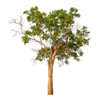 Green tree isolated on transparent background png