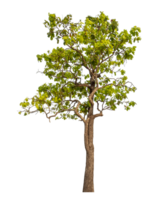 Green tree isolated on transparent background png