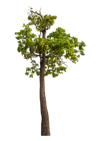 Green tree isolated on transparent background png