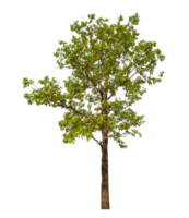 vert arbre isolé sur transparent Contexte png