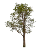 Single tree isolated on transparent background png