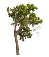 Green tree isolated on transparent background png