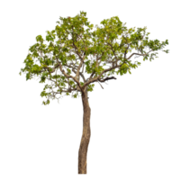 Green tree isolated on transparent background png