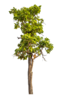 Green tree isolated on transparent background png