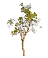 Single tree isolated on transparent background png