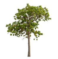 Green tree isolated on transparent background png