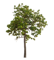 Green tree isolated on transparent background png