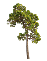 vert arbre isolé sur transparent Contexte png