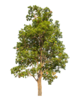 groen boom geïsoleerd Aan transparant achtergrond png
