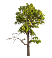 Green tree isolated on transparent background png