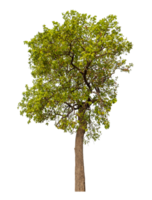 Single tree isolated on transparent background png