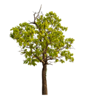 Single tree isolated on transparent background png