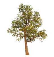 Single tree isolated on transparent background png