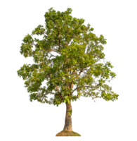 Green tree isolated on transparent background png