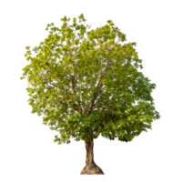 Green tree isolated on transparent background png