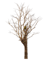 Dead tree tree isolated on transparent background png