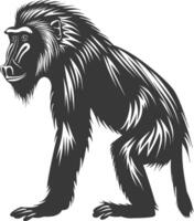 Silhouette Mandrill animal black color only vector