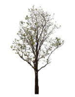 Célibataire arbre isolé sur transparent Contexte png