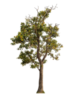 Single Baum isoliert auf transparent Hintergrund png