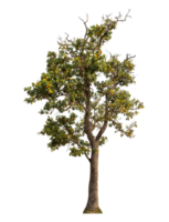 Single tree isolated on transparent background png