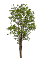 vert arbre isolé sur transparent Contexte png