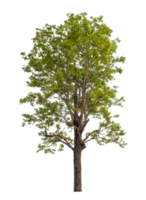 Green tree isolated on transparent background png