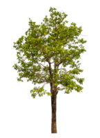 Green tree isolated on transparent background png